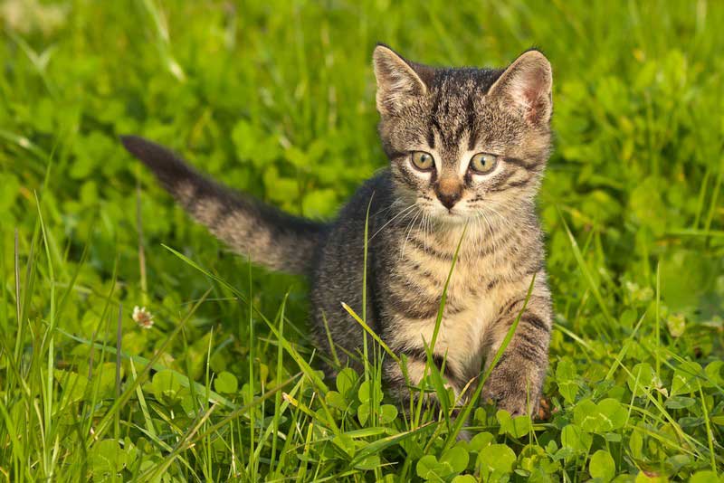 Pet Medical Services