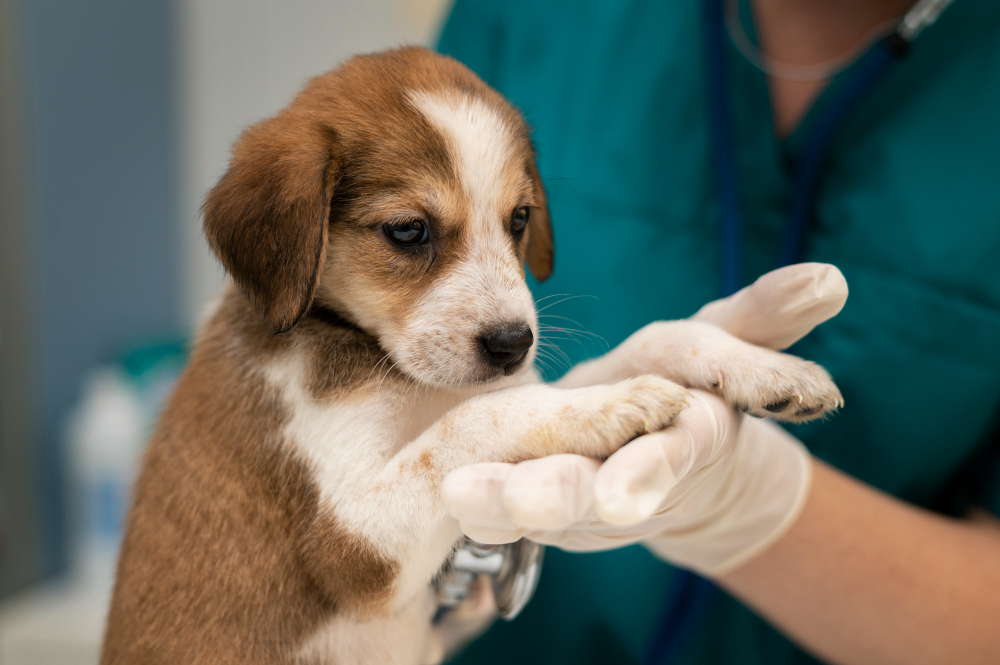 about our veterinary practice  Los Gatos, CA