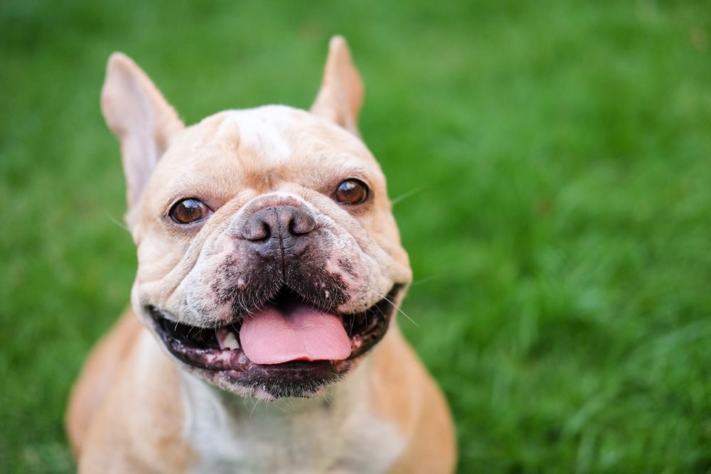 Itchy Skin & Ear Infections