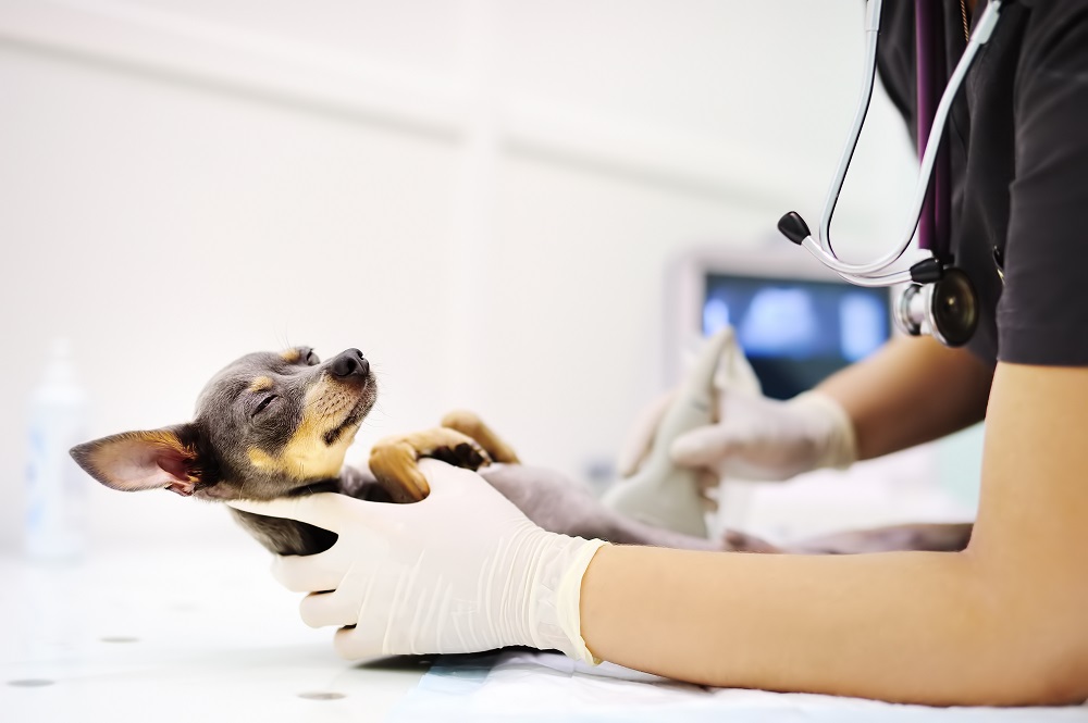 Pet ultrasound image