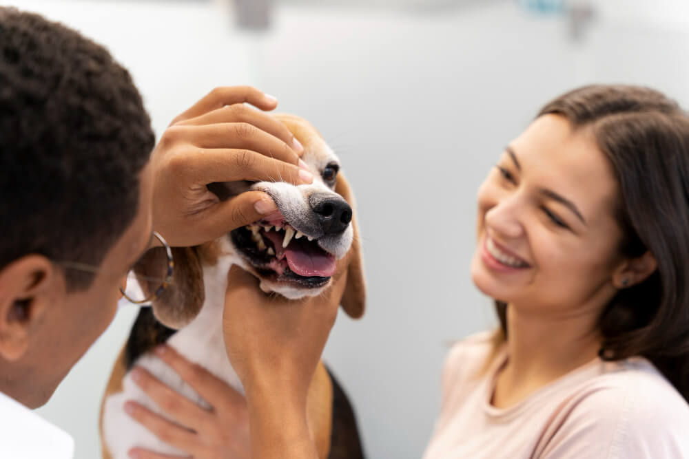 Dental Care Los Gatos, CA